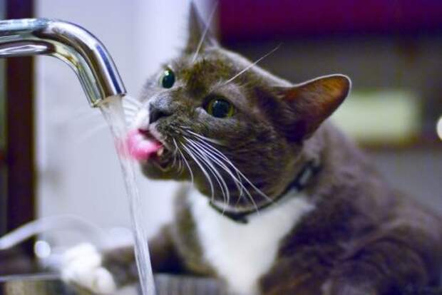 Неправильные коты  вода, кот