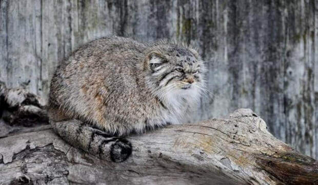 http://krutous.info/wp-content/uploads/2018/04/img27iaiznvqn.jpg