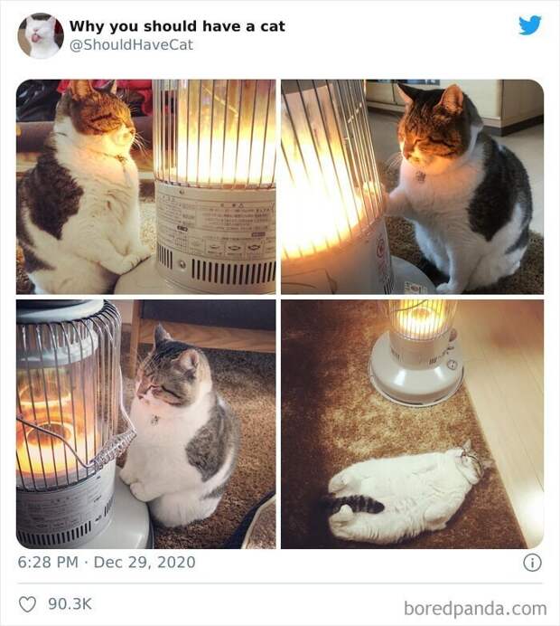 Как котики проникают в наши сердца Как котики проникают в наши сердца