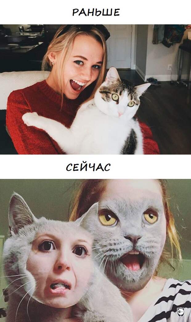 коты