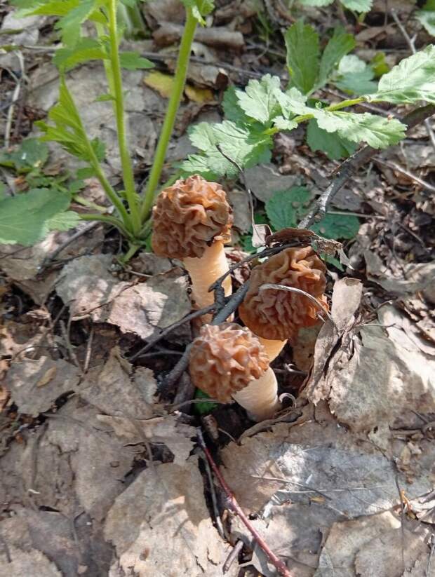 Роман Русаков / vk.com/gribniki22rus