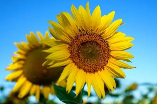 Эксперт рассказал, какие цветы не стоит дарить аллергикам