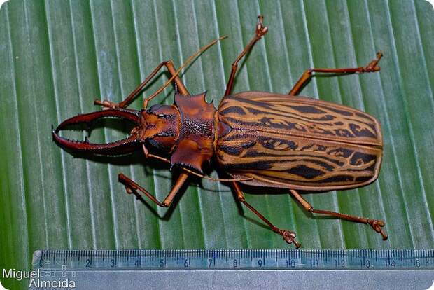 Оленерогий крупнозуб (лат. Macrodontia cervicornis)