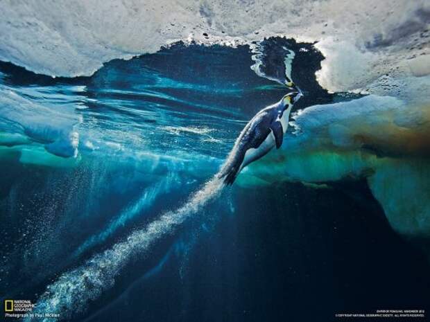 Коллекция лучших фотографий от National Geographic (ноябрь 2012)
