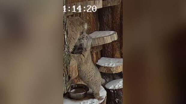 Манулы Шу и Пепе из Ленинградского зоопарка не могут сойтись