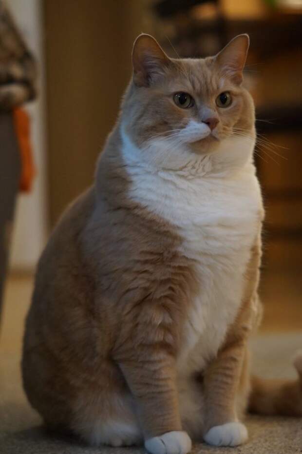 толстый кот