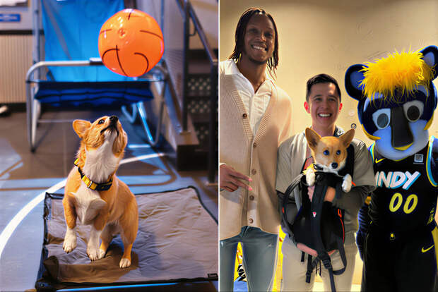 Корги-оракул по имени Стеф Фьюри, покоривший спортивный мир