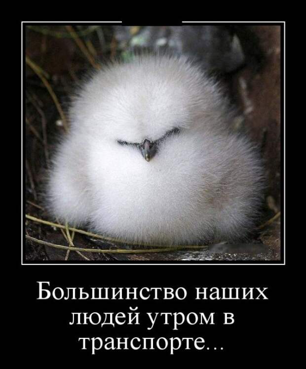 Демотиваторы (30 фото)