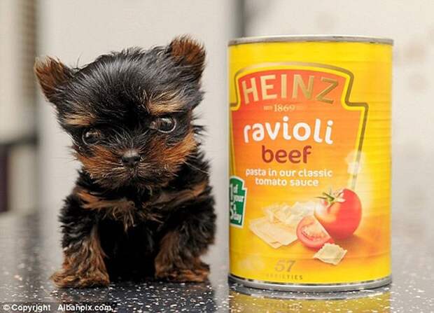 TiniestPuppies04 Мимимишность дня — 30 фото щенков, которые сделают ваш день счастливей