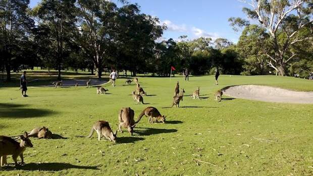 3. Опасность на австралийском поле для гольфа может подстерегать ...довольно непривычная. австралия, животный мир, опасность, турист, экстрим