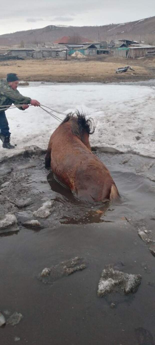 В Оловяннинском районе ветеринары спасли от утопления несколько лошадей и жеребёнка