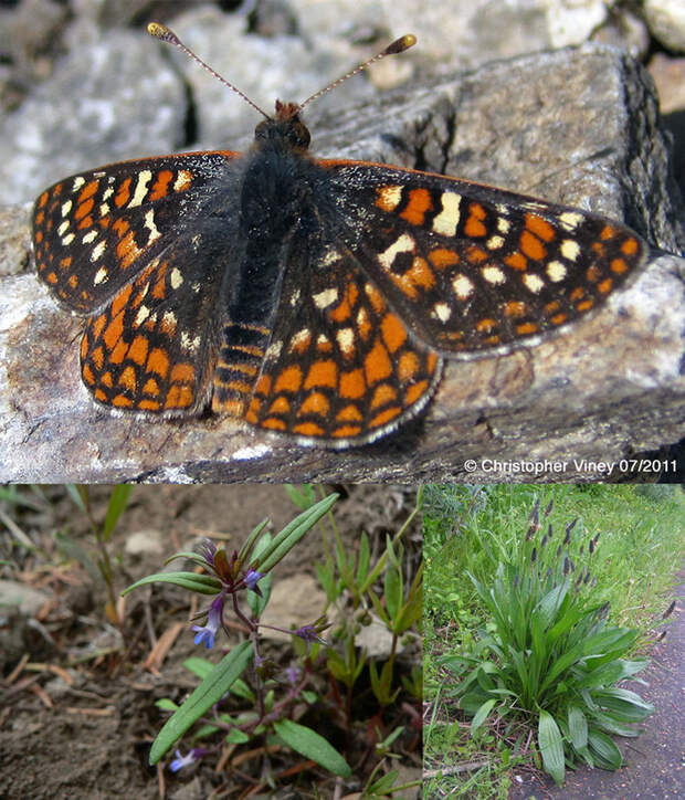 Слишком быстрая адаптация к новым условиям завела бабочек в «эволюционную ловушку»