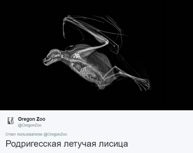 Интересные рентгеновские снимки различных животных