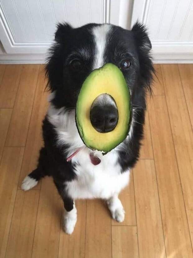 Могут ли собаки есть фрукты?