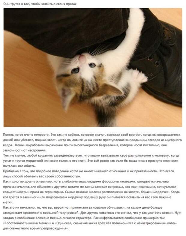 6 милых кошачьих повадок и их неожиданные объяснения
