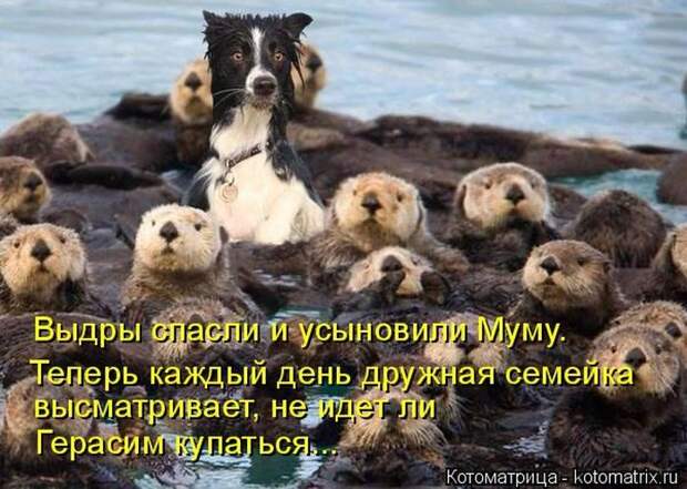 Лучшие котоматрицы недели