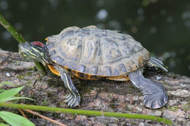 Красноухие черепахи выбрались из воды на берег Яузы
