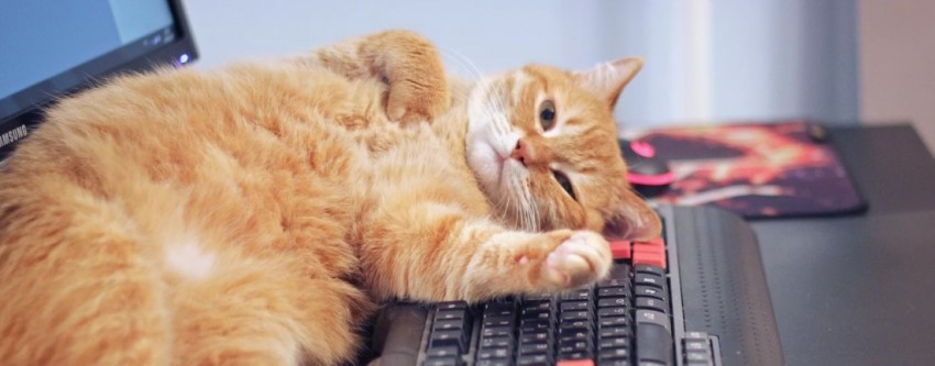 Влияние кошек на работу хозяев на удаленке