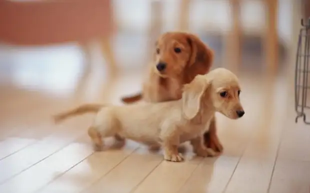 Доза умиления - невероятные маленькие собачки