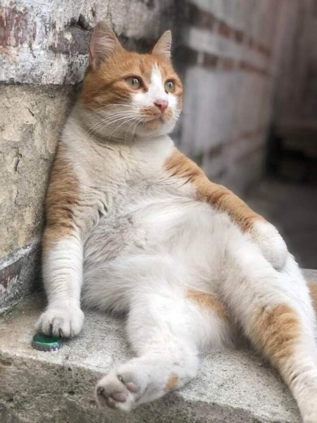 Снимки котов, которые впали в экзистенциальный кризис