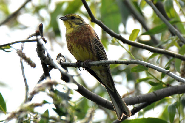 Обыкновенная овсянка (Emberiza citrinella) — более многочисленный родственник садовой овсянки. Громкую песню этой птицы слышал, наверное, каждый житель Европейской России, хоть раз выезжавший за город или на дачу. Между тем, в Западной Европе численность вида снижается, в основном из-за чрезмерного использования пестицидов и уничтожения среды обитания. Фото © Сергей Коленов, долина реки Рыкша, Чувашская Республика, 1 июня 2019 года