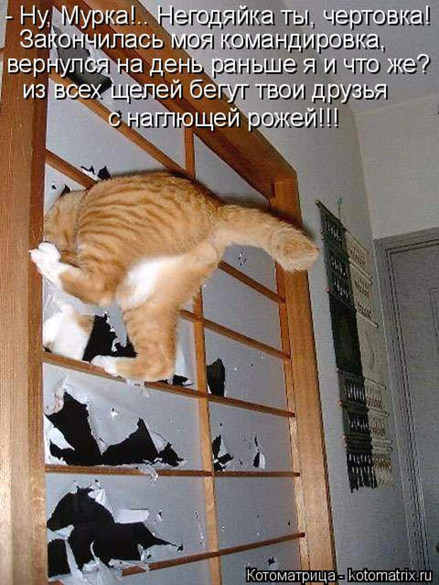 kotomatritsa_K (1) (480x640, 281Kb)