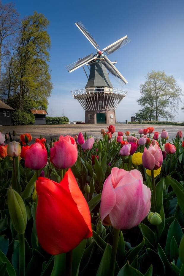 Фотограф показал, как выглядит самый красивый цветочный парк в мире без посетителей 