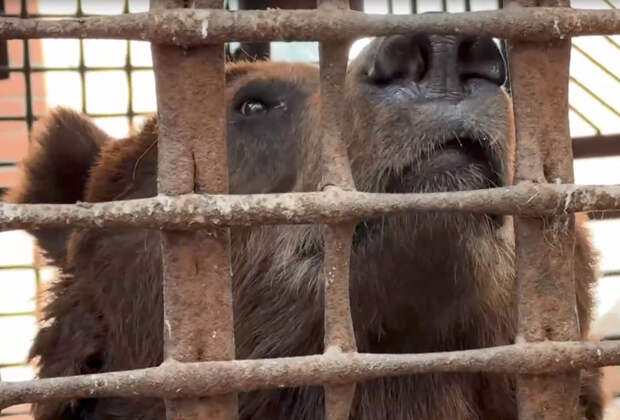 В России спасли медведя Степана после 10 лет жизни в клетке