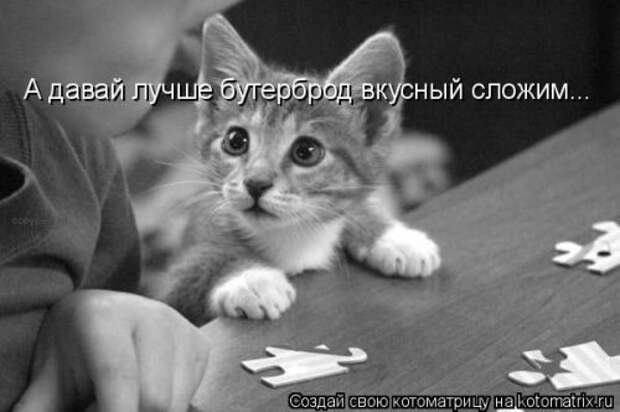 Отличная котоматрица на Бугаге (35 фото)