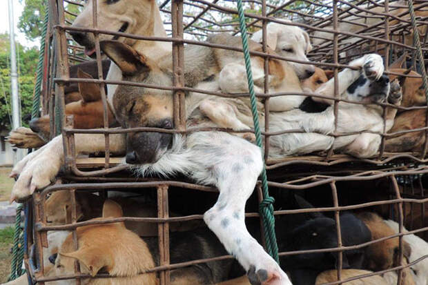 Ежегодно в Китае устраивают фестиваль собачьего мяса, во время которого убивают и поедают 10000 собак Тайвань, животные, запрет, кошка, мясо, собака