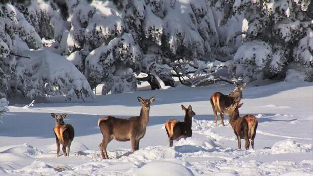 «Какие милахи»: соцсети взволновали фото оленей в заснеженных горах Крыма
