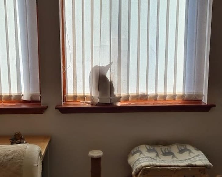 Животные, которые неплохо умеют играть в прятки
