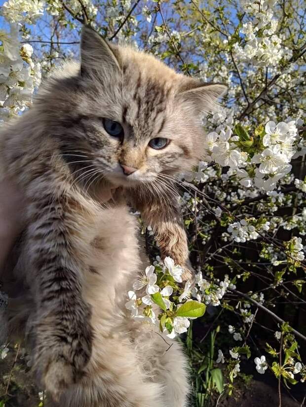 Весенний Донецкий