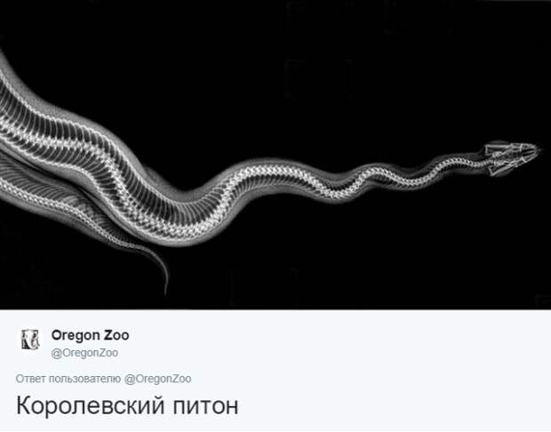 Интересные рентгеновские снимки различных животных