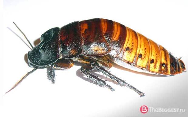 Самые большие тараканы: Gromphadorhina portentosa. CC0