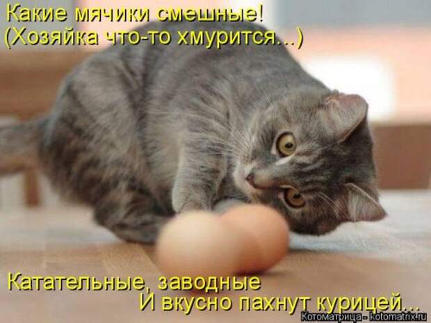 Свежая котоматрица (20 фото)