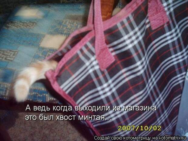 Лучшие котоматрицы недели Лучшие котоматрицы недели