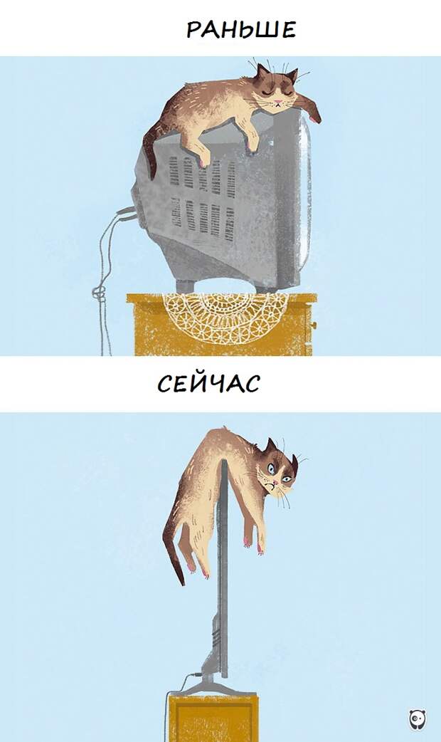 коты