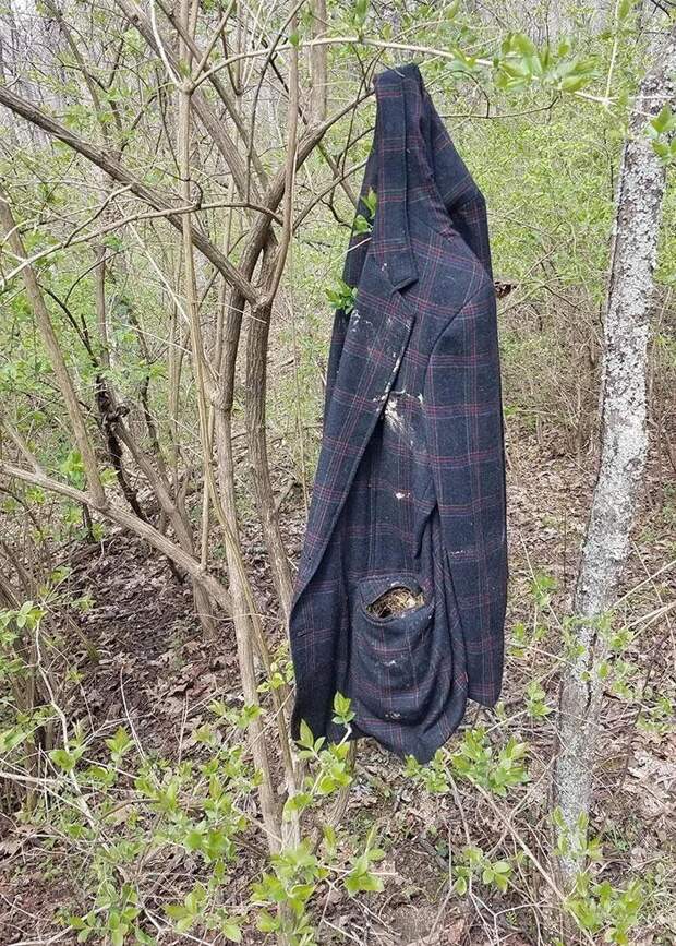 Птицы свили гнездо в кармане старого пиджака в лесу Птицы свили гнездо в кармане старого пиджака в лесу