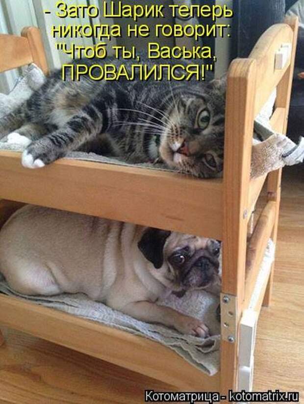 Лучшие котоматрицы недели