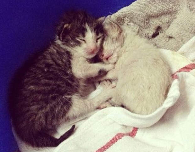 Без кота и жизнь не та
