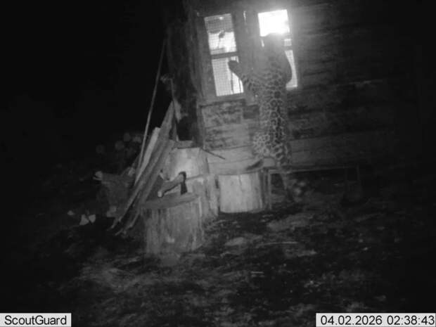 В Приморье леопард пытался проникнуть в дом, а когда не вышло – забрался в сарай и съел гуся