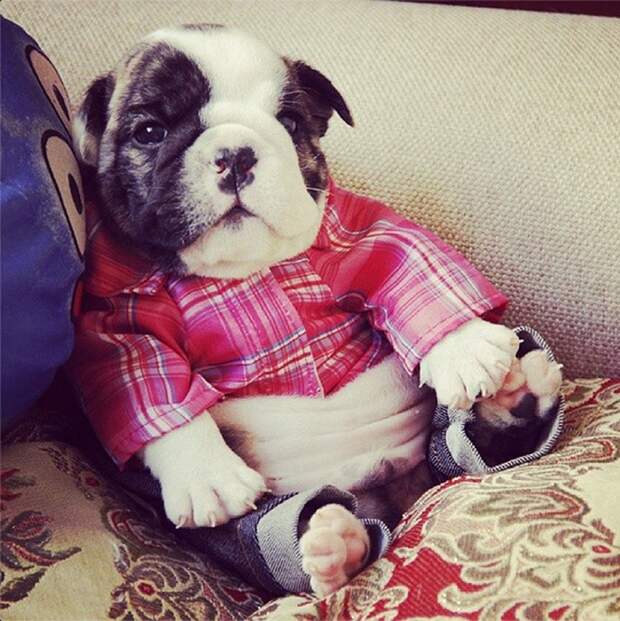 TiniestPuppies08 Мимимишность дня — 30 фото щенков, которые сделают ваш день счастливей