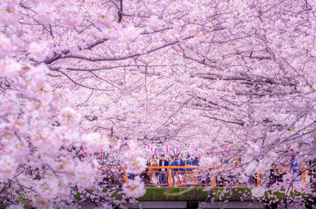 Ежегодный сезон цветения сакуры. Фото: Danilo Dungo.