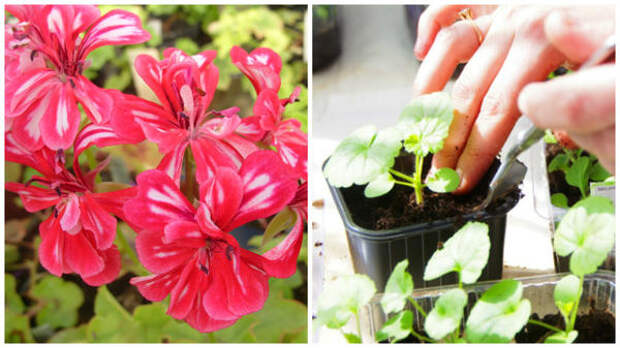 Слева цветет пеларгония, но до цветения далеко, справа пикировка, фото сайта myorchidea.ru