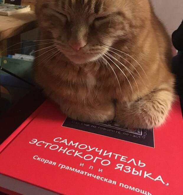 15 занимательных факто об Эстонии и эстонцах