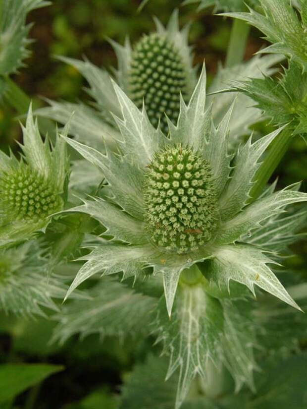 eryngium giganteum2_8 Shevireva