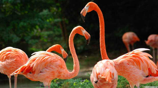 Розовый фламинго Гриша успешно добрался до красноярского зоопарка