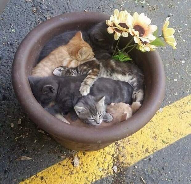 Смешные кадры с животными, которые поднимут настрой