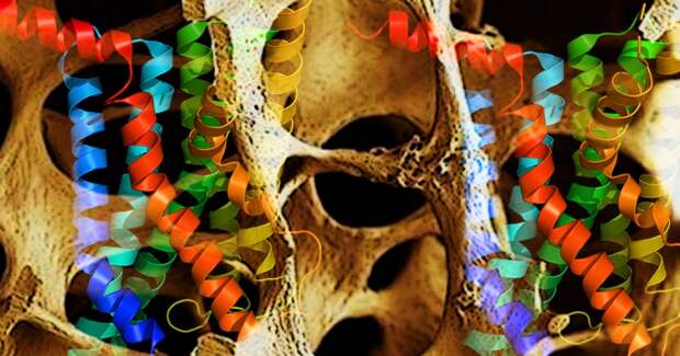 Длительный приём агонистов ГПП‑1 связали с повышением риска остеопороза